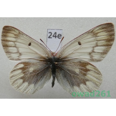 Colias nebulosa richthofeni O. Bang-Haas, 1927 China24e